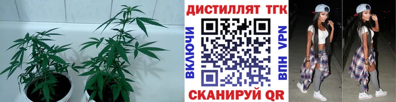 ТГК Wax  omg ссылка  площадка как зайти  где продают   Новоржев 